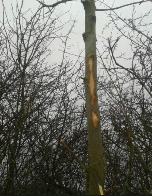 2017-1 Heckenschnitt.jpg